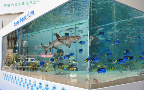 実物大ジンベエザメも！銀座に沖縄美ら海水族館が上陸