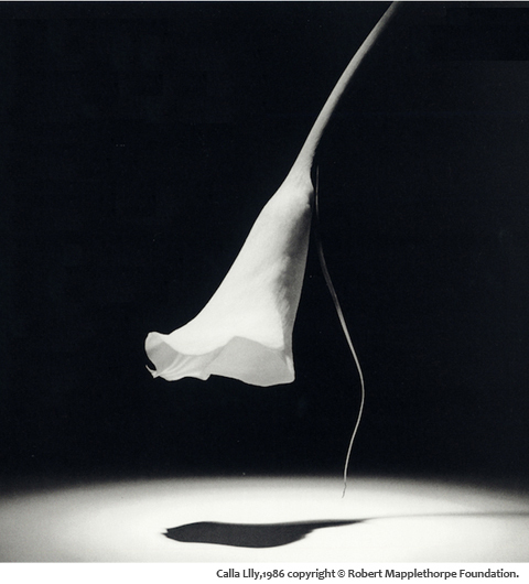 国内では10年ぶり！ ロバート･メイプルソープの「flowers 写真展」が西武渋谷で開催