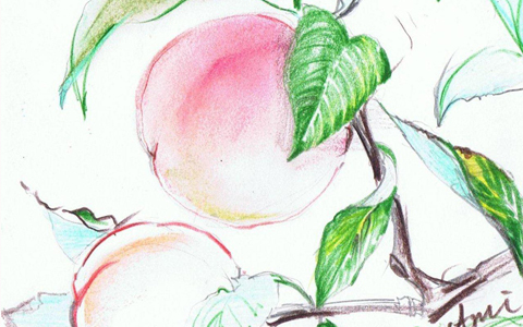 初夏限定の開運パワーフルーツ　桃