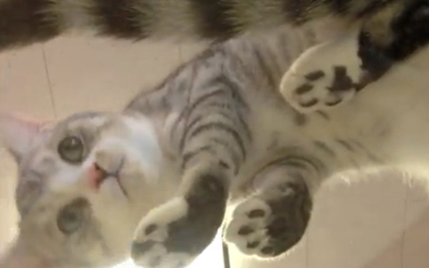 YouTubeにかわいすぎる動画チャンネル『女子フジ』登場