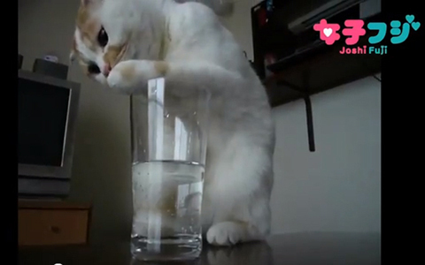 YouTubeにかわいすぎる動画チャンネル『女子フジ』登場