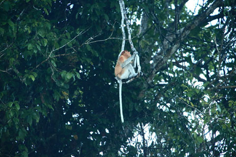 「ボルネオ」探検に行ってきた！～「植村花菜がボルネオの魅力を教えます！」　その１