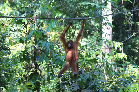 「ボルネオ」探検に行ってきた！～「植村花菜がボルネオの魅力を教えます！」　その１
