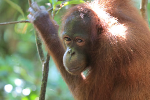 「ボルネオ」探検に行ってきた！～「植村花菜がボルネオの魅力を教えます！」　その１