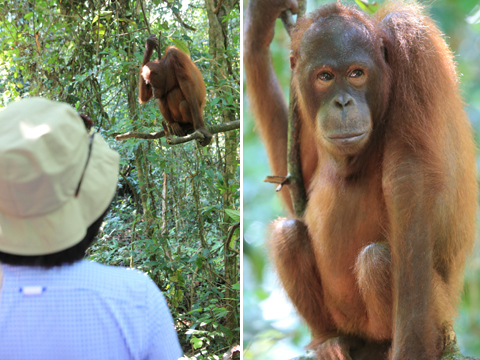 「ボルネオ」探検に行ってきた！～「植村花菜がボルネオの魅力を教えます！」　その１