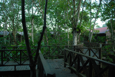 「ボルネオ」探検に行ってきた！～「植村花菜がボルネオの魅力を教えます！」　その２