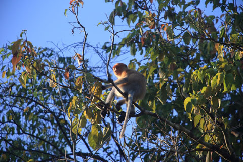 「ボルネオ」探検に行ってきた！～「植村花菜がボルネオの魅力を教えます！」　その２