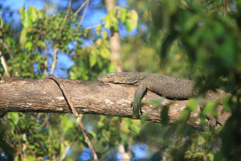 「ボルネオ」探検に行ってきた！～「植村花菜がボルネオの魅力を教えます！」　その２