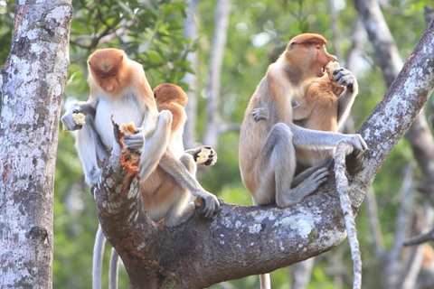 「ボルネオ」探検に行ってきた！～「植村花菜がボルネオの魅力を教えます！」　その３