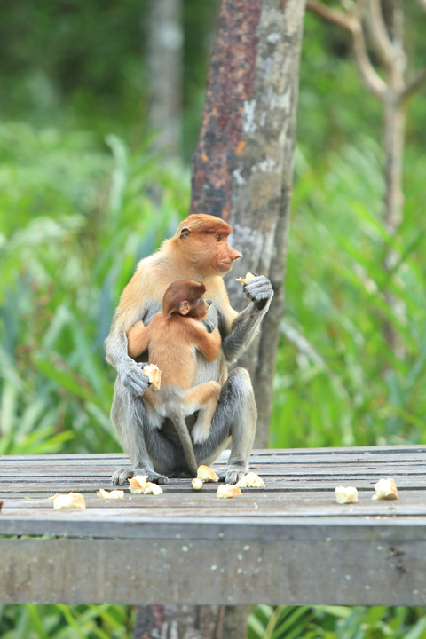 「ボルネオ」探検に行ってきた！～「植村花菜がボルネオの魅力を教えます！」　その３