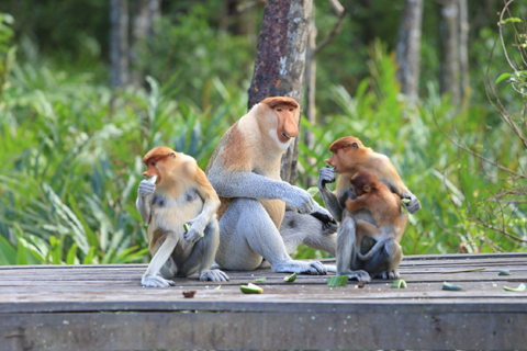 「ボルネオ」探検に行ってきた！～「植村花菜がボルネオの魅力を教えます！」　その３
