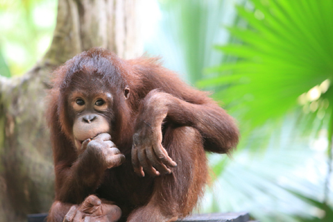 「ボルネオ」探検に行ってきた！～「植村花菜がボルネオの魅力を教えます！」　その３