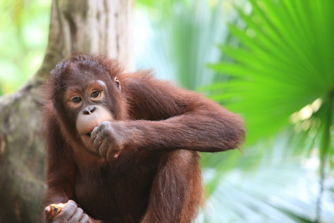 「ボルネオ」探検に行ってきた！～「植村花菜がボルネオの魅力を教えます！」　その３