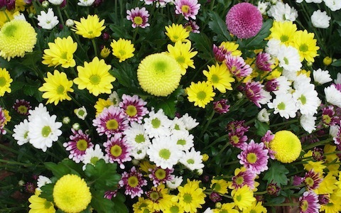 毎日異なる作品がお目見え！ 銀座ソニービル屋外で14人の「いけばな作家」がデモンストレーション