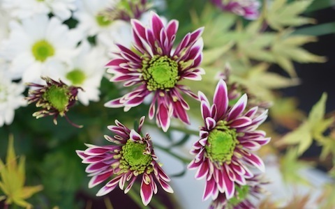 毎日異なる作品がお目見え！ 銀座ソニービル屋外で14人の「いけばな作家」がデモンストレーション