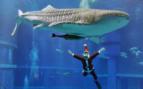 かわいいイルカやペンギンたちと楽しむ、海の中のクリスマス