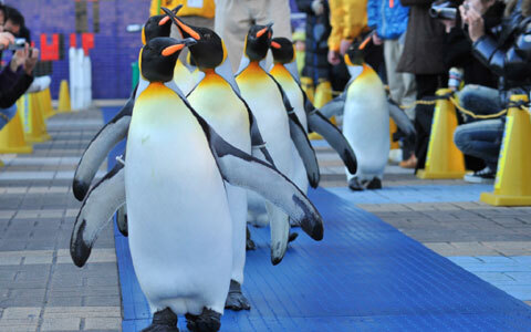 かわいいイルカやペンギンたちと楽しむ、海の中のクリスマス
