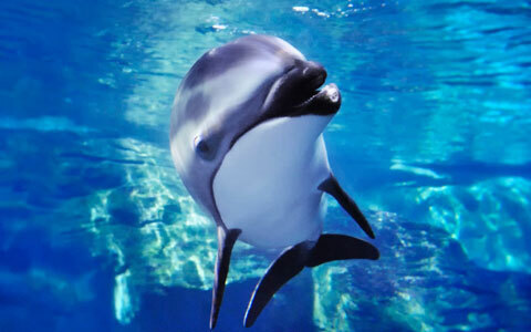 かわいいイルカやペンギンたちと楽しむ、海の中のクリスマス