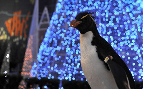 かわいいイルカやペンギンたちと楽しむ、海の中のクリスマス