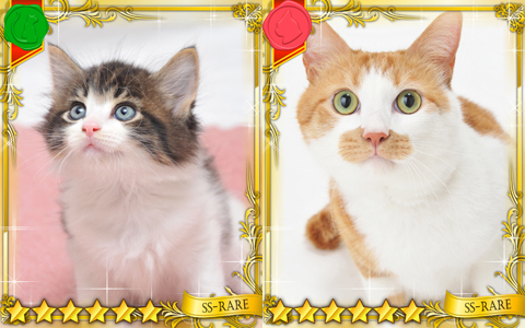 ネコ好き必見！ 実写のネコを使った新しいカードゲームが登場