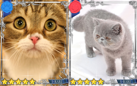 ネコ好き必見！ 実写のネコを使った新しいカードゲームが登場