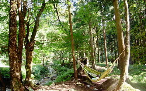 感度高め女子に人気の、森林セラピーとは