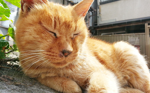 のんびり気ままな、ネコのベストショットを撮影できるテクとは？