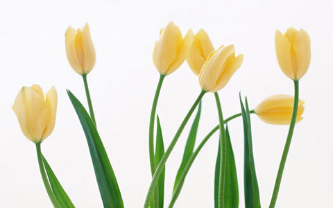 新年度、失敗しない職場の処世術【先輩編】