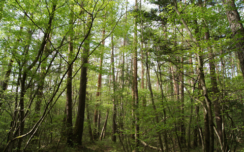 開運パワー丸どり、プチ旅に出かけて新緑でパワーチャージ