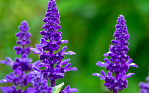 梅雨時限定の、恋愛相性診断とは？