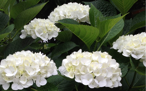 恋愛下手なあなたを救う、恋の処方箋3つ