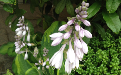 冬花流・エンジェル数秘術【年後半の運勢とその攻略法】