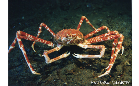 今年の夏は、話題のダイオウイカを見て、ディープな経験をしてみては？