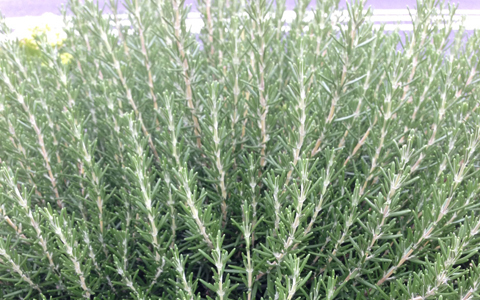 夏バテ解消！ 簡単2つの処方箋