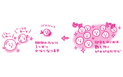 私たちの卵子も「老化」するって本当？！