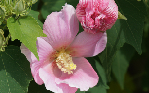 最強パワースポット、遷宮年の出雲大社で開運＆癒し