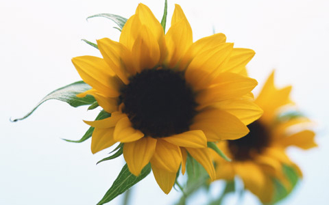 夏痩せが秋太りをまねく？ 今すぐ始めたい2つの防御策