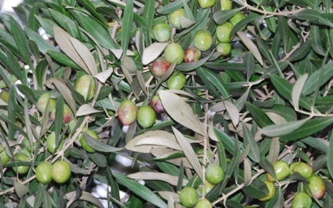 スキンケアにも使える！ オリーブオイルの意外な美肌効果