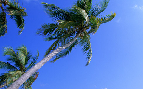 ハリウッドセレブに話題沸騰中のオイルで、ナイスボディと美肌が同時に手に入る？