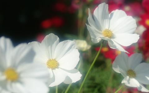 むくみ知らずのカラダになる！ 簡単3つの処方箋