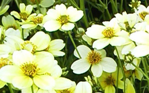 自分で運気を下げている？ 日常生でやってはいけないこと5つ