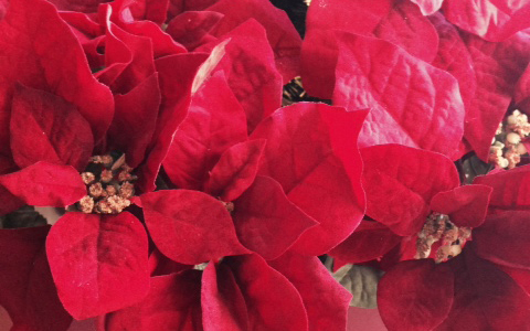 男が本気恋モードになる！ デートスポット＆テク教えます