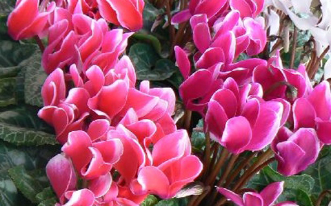 ラクしてモテる、知っておくべき男の深層心理