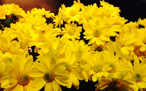 世界遺産、日光二荒山神社中宮祠で勝ち運をあやかる“勝活”