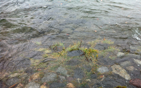 世界遺産、日光二荒山神社中宮祠で勝ち運をあやかる“勝活”