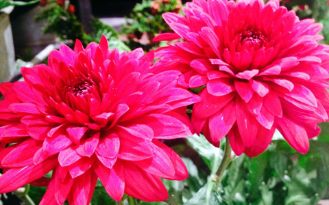 開運の鍵は年末の大掃除と「心」の断捨離