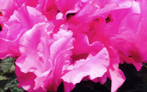 あの有名な縁結び神社が東京に？　新年恋愛祈願は都内から