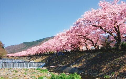 絶景の桜に、湖畔ランチも！ 女子にオススメ、春の箱根1日モデルルート