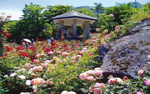 絶景の桜に、湖畔ランチも！ 女子にオススメ、春の箱根1日モデルルート
