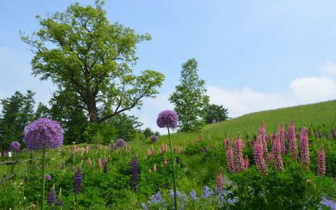 女子のほしいが叶っちゃう！　人気の北海道ドライブルート